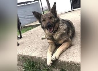 Hose - dringend Pflegestelle gesucht