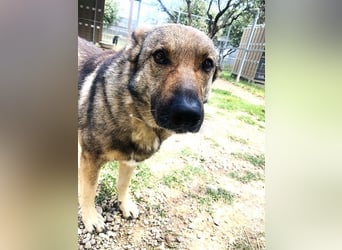 Hose - dringend Pflegestelle gesucht