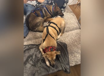 Hose - Schäferhund Liebhaber gesucht