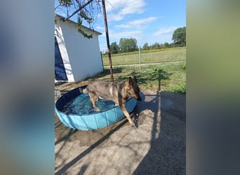 Hose - dringend Pflegestelle gesucht