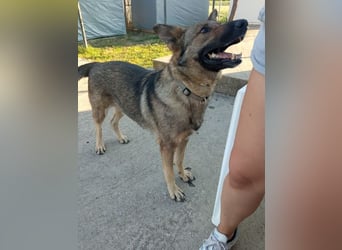 Hose - dringend Pflegestelle gesucht