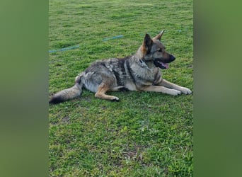 Hose - dringend Pflegestelle gesucht