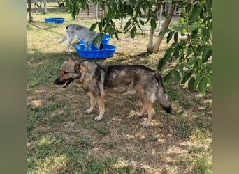 Hose - dringend Pflegestelle gesucht