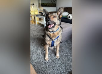 Hose - Schäferhund Liebhaber gesucht