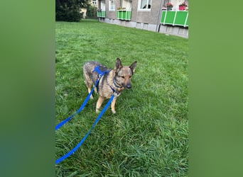 Hose - Schäferhund Liebhaber gesucht