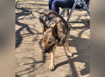 Hose - dringend Pflegestelle gesucht