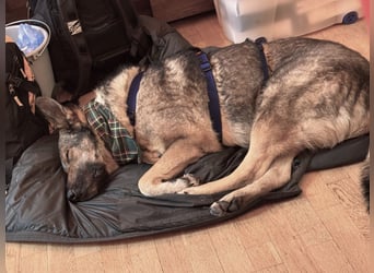 Hose - Schäferhund Liebhaber gesucht