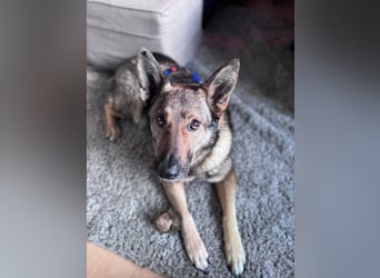 Hose - Schäferhund Liebhaber gesucht