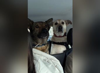 Hose - Schäferhund Liebhaber gesucht