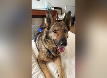 Hose - Schäferhund Liebhaber gesucht