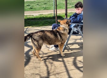 Hose - dringend Pflegestelle gesucht