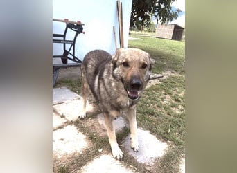 Hose - dringend Pflegestelle gesucht