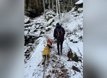 Hose - Schäferhund Liebhaber gesucht