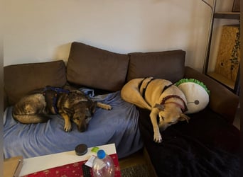 Hose - Schäferhund Liebhaber gesucht