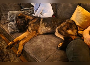 Pia braucht dringend ein neues Zuhause