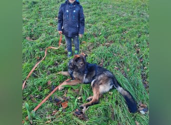 Pia braucht dringend ein neues Zuhause