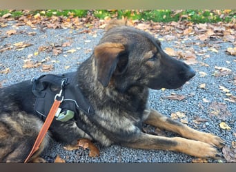 Pia braucht dringend ein neues Zuhause