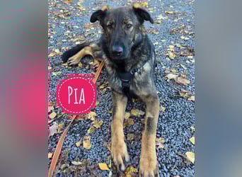 Pia braucht dringend ein neues Zuhause