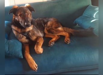 Pia braucht dringend ein neues Zuhause