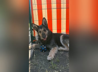 Gina möchte ihr Herz verschenken