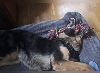 Panda - ein sehr freundlicher Rüde