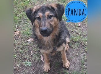 Panda - ein sehr freundlicher Rüde