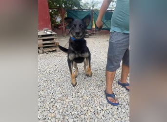 HACI ca. 3,5 J. aktiver Schäferhundmix-Rüde sucht sportl. Menschen