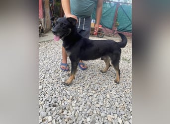 HACI ca. 3,5 J. aktiver Schäferhundmix-Rüde sucht sportl. Menschen