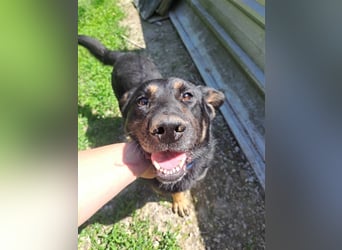 HACI ca. 3,5 J. aktiver Schäferhundmix-Rüde sucht sportl. Menschen