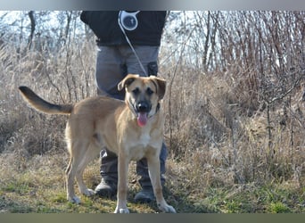 TERRY ca. 10 mon. aktiver, sportl. Schäfermix-Teenager