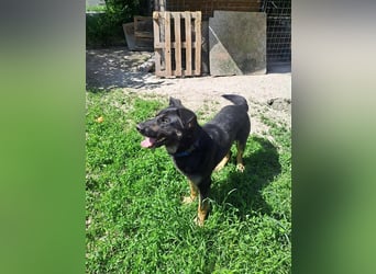 HACI ca. 3,5 J. aktiver Schäferhundmix-Rüde sucht sportl. Menschen