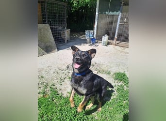 HACI ca. 3,5 J. aktiver Schäferhundmix-Rüde sucht sportl. Menschen