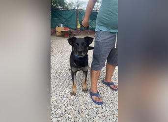 HACI ca. 3,5 J. aktiver Schäferhundmix-Rüde sucht sportl. Menschen