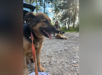 Nuka - Selbstbewusste Schönheit, 7 Jahre, rundum sozial