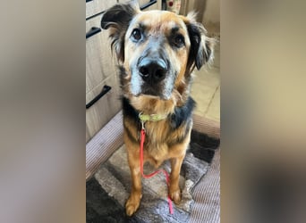 Nuka - Selbstbewusste Schönheit, 7 Jahre, rundum sozial