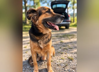 Nuka - Selbstbewusste Schönheit, 7 Jahre, rundum sozial