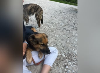 Nuka - Selbstbewusste Schönheit, 7 Jahre, rundum sozial