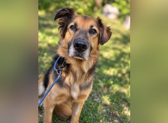 Nuka - Selbstbewusste Schönheit, 7 Jahre, rundum sozial