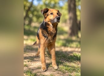 Nuka - Selbstbewusste Schönheit, 7 Jahre, rundum sozial