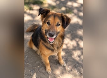 Nuka - Selbstbewusste Schönheit, 7 Jahre, rundum sozial