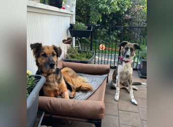 Nuka - Selbstbewusste Schönheit, 7 Jahre, rundum sozial