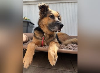 Nuka - Selbstbewusste Schönheit, 7 Jahre, rundum sozial