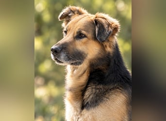 Nuka - Selbstbewusste Schönheit, 7 Jahre, rundum sozial