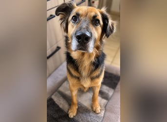 Nuka - Selbstbewusste Schönheit, 7 Jahre, rundum sozial