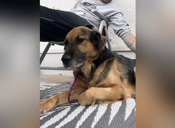 Nuka - Selbstbewusste Schönheit, 7 Jahre, rundum sozial
