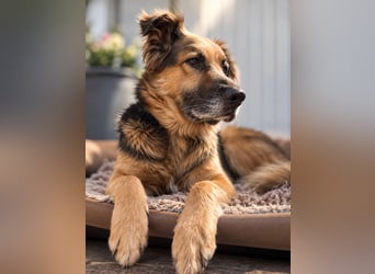 Nuka - Selbstbewusste Schönheit, 7 Jahre, rundum sozial