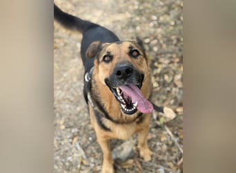 Oscar - dein Kumpel mit Teddy Charme