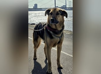 Oscar - dein Kumpel mit Teddy Charme