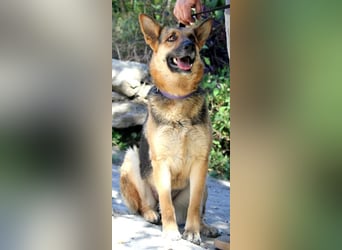 Lucy sucht ihr Für-Immer-Zuhause