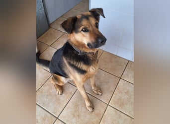 Oscar - dein Kumpel mit Teddy Charme